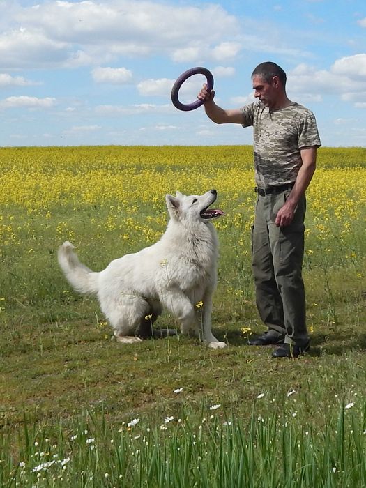 Шикарні цуценята БШВ Біла швейцарська вівчарка БШО документи КСУ/FCI