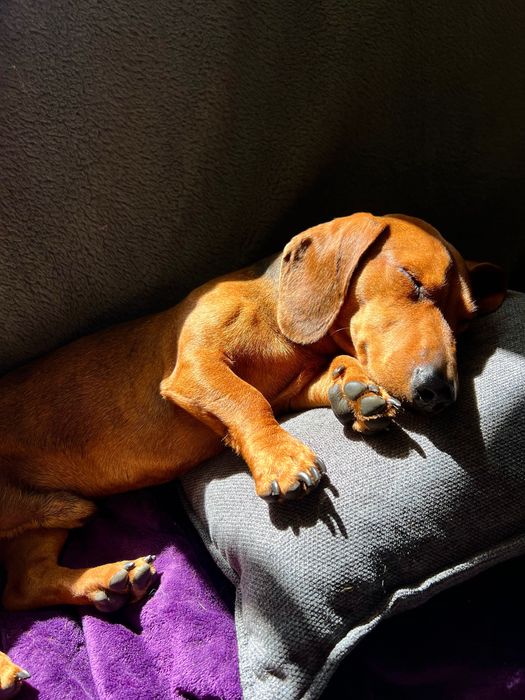 Petsitting em Oeiras / Fico com o seu patudo nas férias