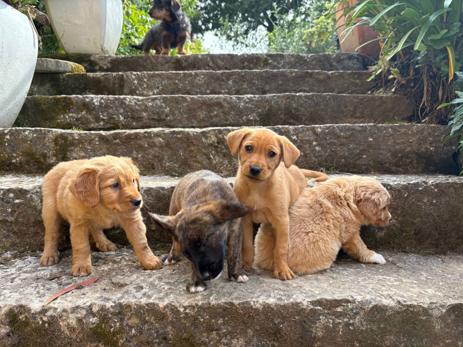 Cãezinhos com 2 meses 20€