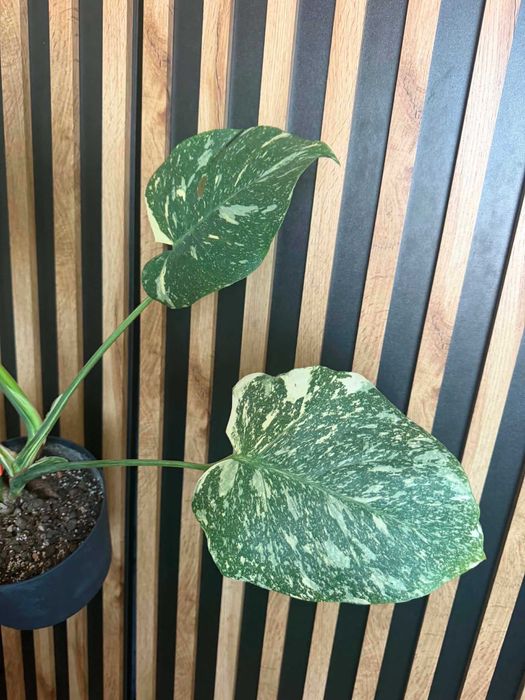 Monstera Thai Constellation-stara odmiana