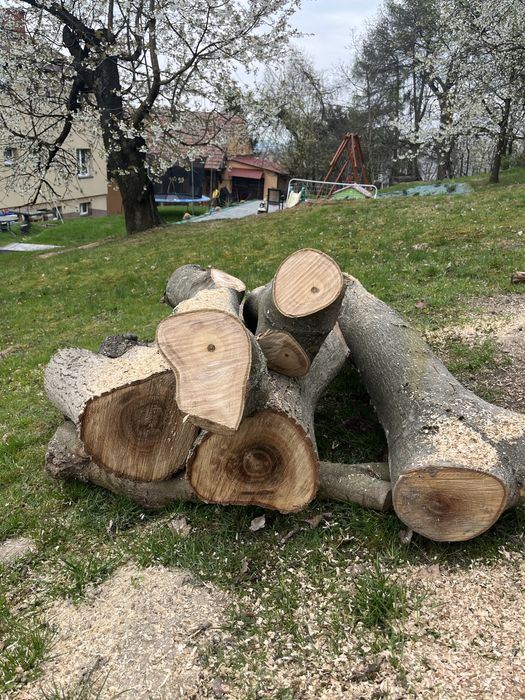 Drzewo orzecha wloskiego ścięte