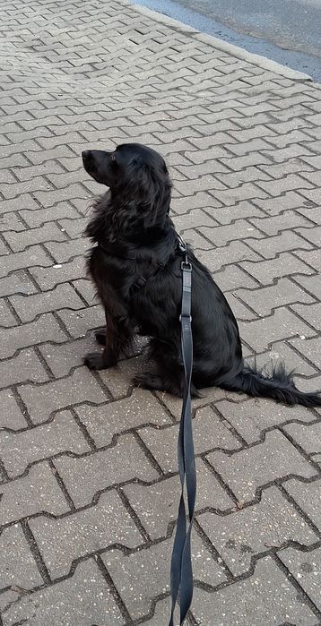 Pies w typie cocker spaniela