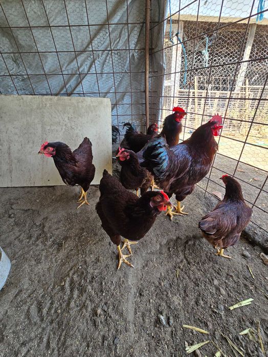 Ovos galados  Rhode Island Red