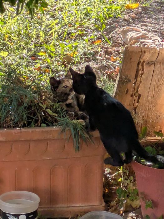 3 gatinhos bebés para adopção - gatos