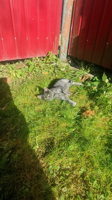 Кошеня в добрі руки