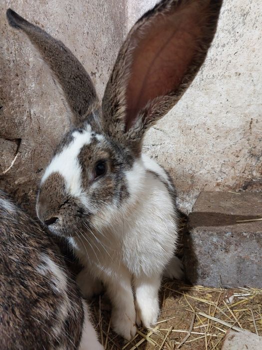 Królik belg mieszany ze srokaczem