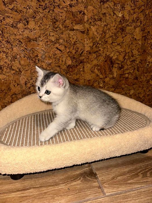 Шотландське кошеня, Скотіш Страйт Львів