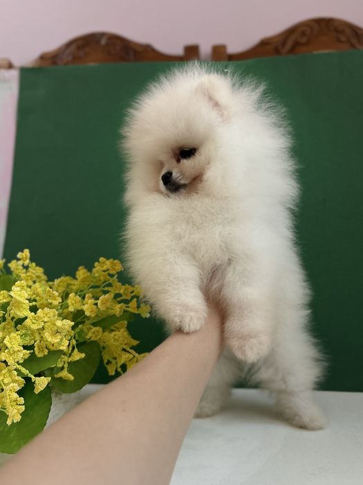 шикарна дівчинка шоу класу