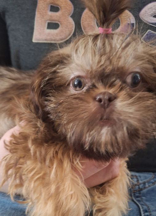 Mini dziewczynka Shih tzu Gabisia/ domowa hodowla