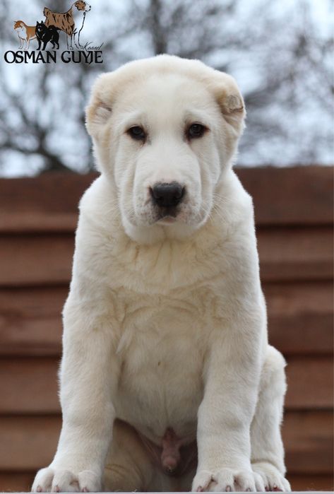 Перспективний хлопчик алабай САВ Середньоазітська вівчарка