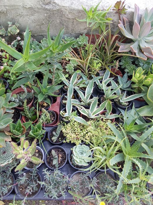 Suculentas variadas e agaves