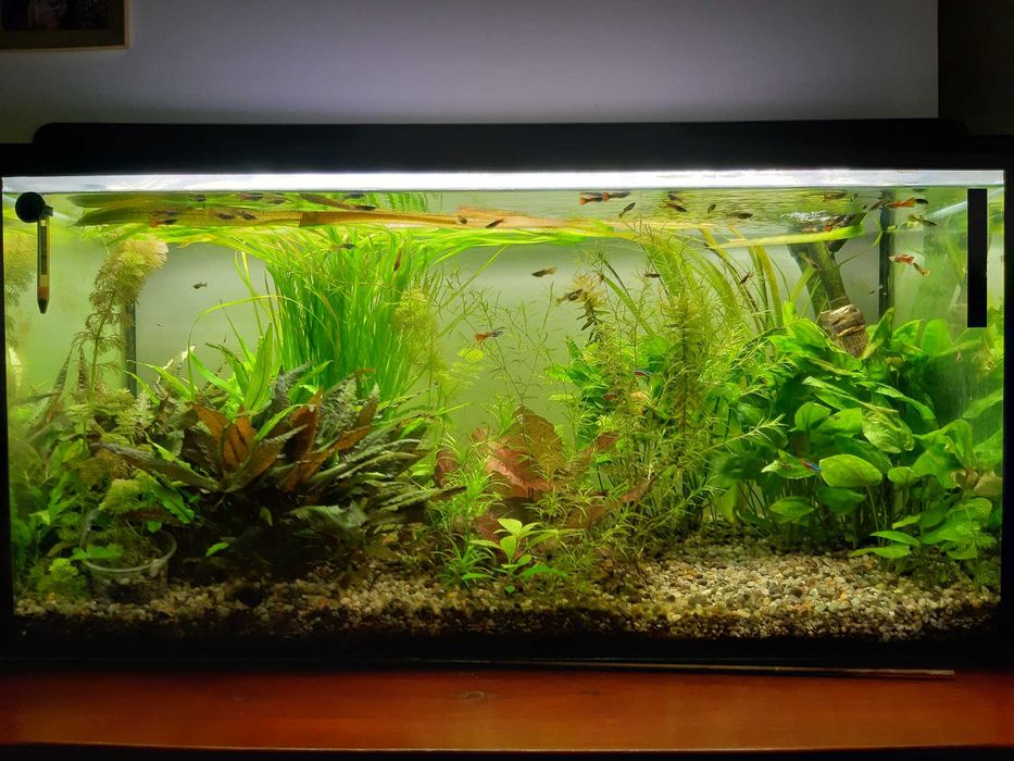 Sprzedam rośliny akwariowe