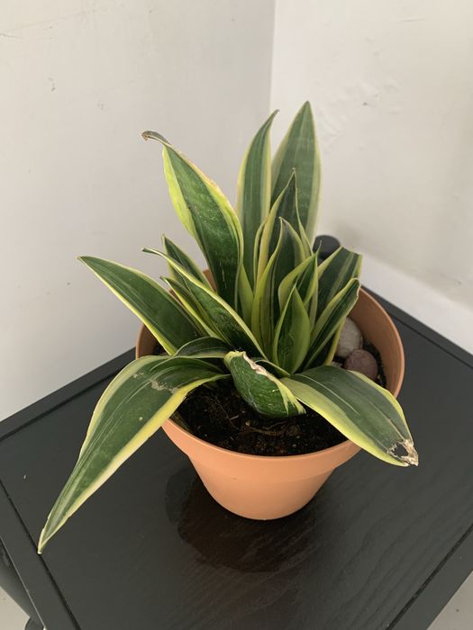 Planta espada de Santa Barabara anã