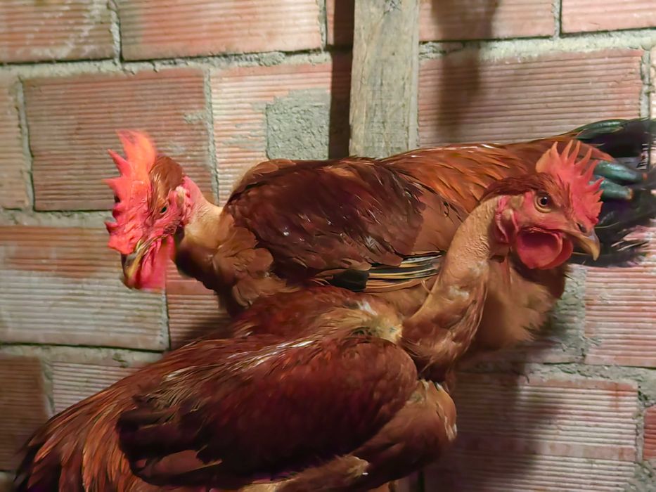 Vendo frangos caseiros