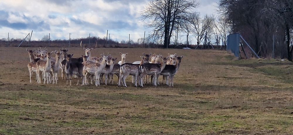 Stado Danieli, Daniele