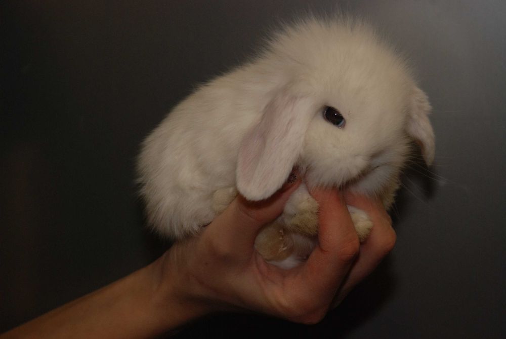 Карликові кроленята, кролик висловухий баранчик. Ручні кролики