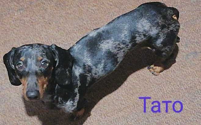 Цуценята такси шукають люблячих господарів.