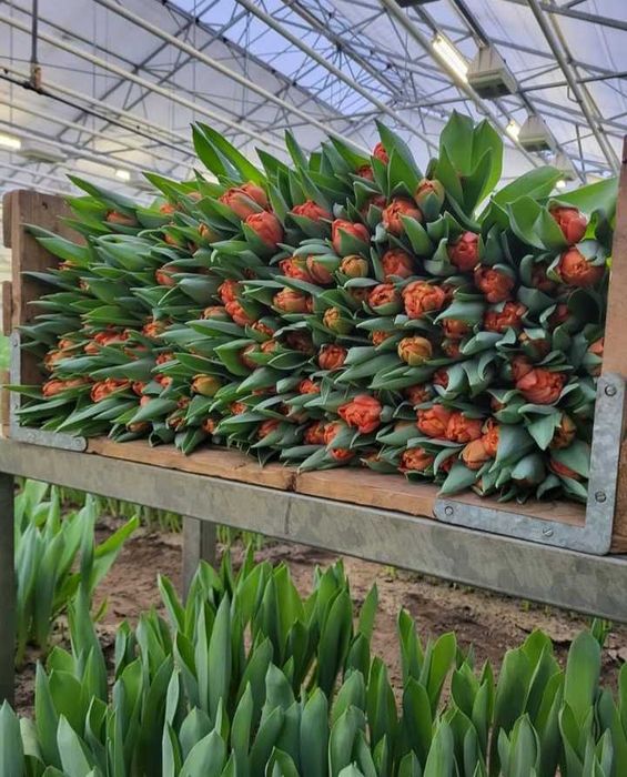 Цибулини тюльпанів на опт