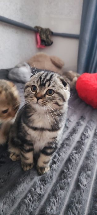 Кошенята шотландський скотиш фолд