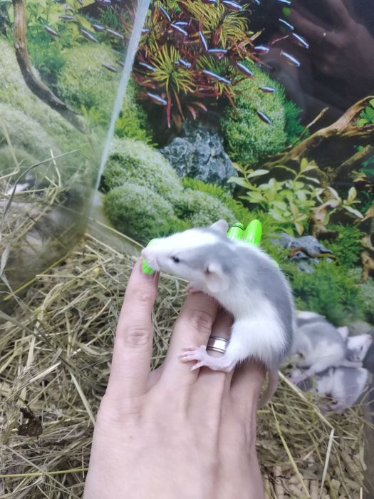 Пацючки, пацючки маленьки