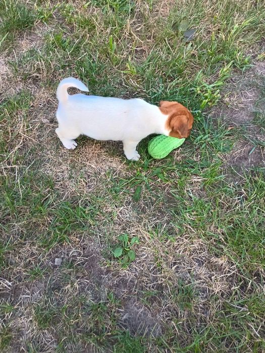 Jack Russell terrier Krótkowłosy
