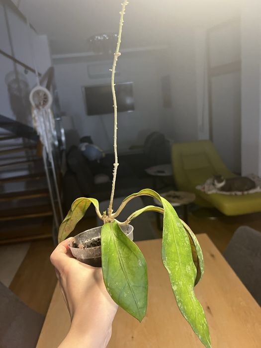 Hoja AFF. Phyllura ( AFF. Clemensiorum , SP. ABBAS ) Kolekcjonerska