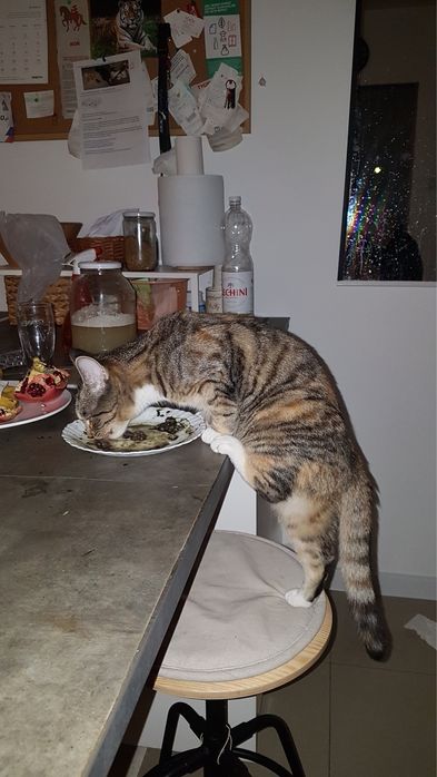 Zaginęła kotka Milusia