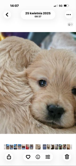 Golden Retriever szczeniak fci zkwp szkolenie gratis