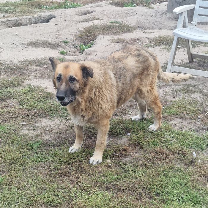 Sonia piękna suczka z ogromnym sercem.