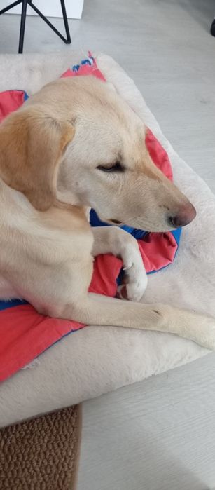 Cadela fêmea cachorro 7 meses