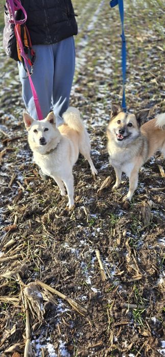 Amur i Bianca szukają wspólnego domu