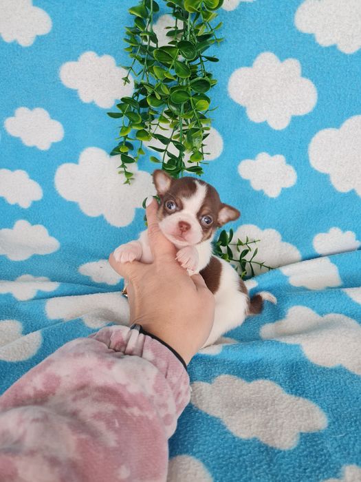 Excecional menino mini Chihuahua/Chiuaua,LinhagemRussa de Qualidd