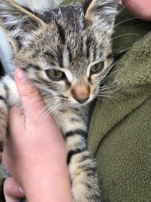 Віддам кішечку в добрі руки