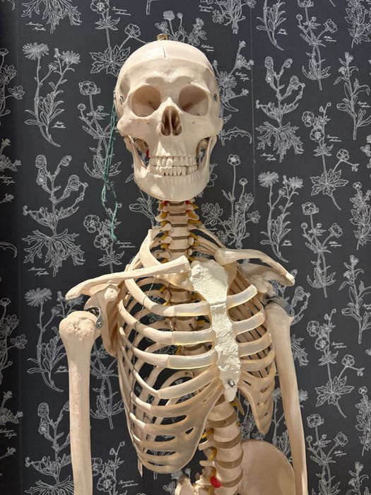 Anatomiczny model szkieletu