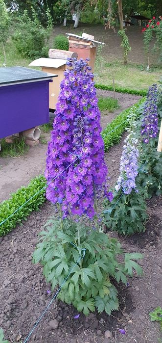 Дельфініум .Насіння (2025р.)