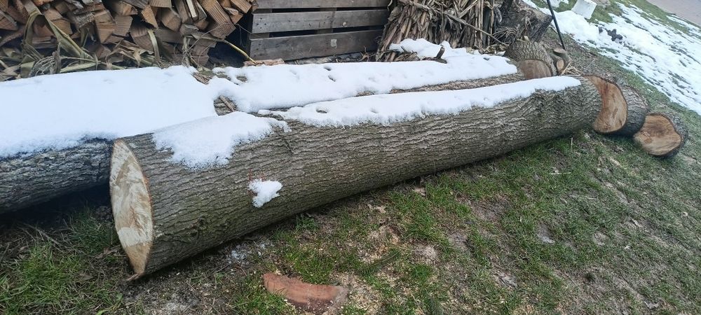 Kłody, kloce drewna lipy - ścięto grudzień 2022 r.