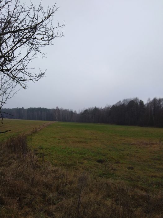 Ziemia rolna 3, 26 h z lasem. na Sprzedaż  105000tyś.  OKAZIA !!!