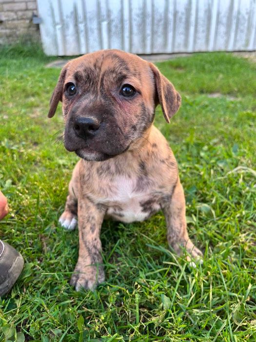 Amstaff piękny samiec pręgowany
