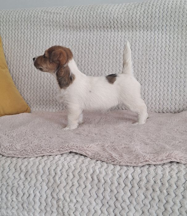 Jack russell terrier szorstko włosy