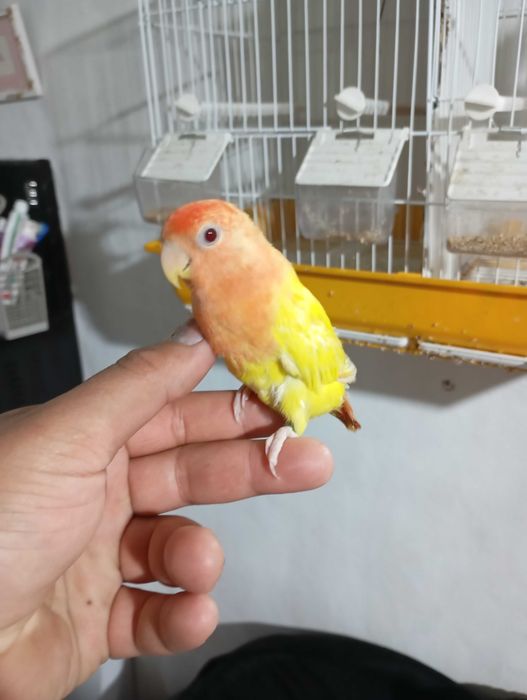 Vendo agapórnis criada a mão