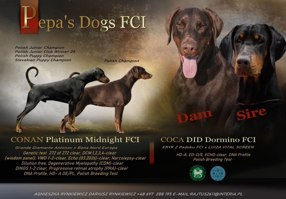 Doberman szczenie FCI