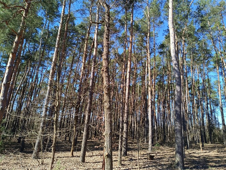 Ornitolog, dendrolog - ekspertyzy, opinie