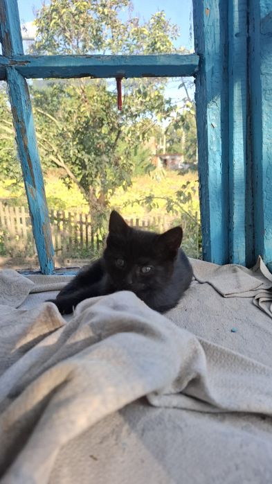 Кошеня кішка в добрі руки