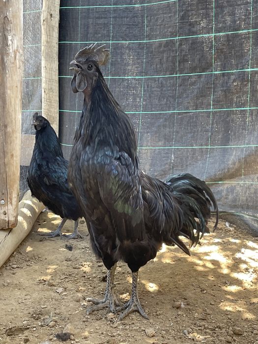 Ovos galados Ayam Cemani