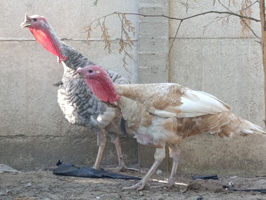 Продам Індика на вибір