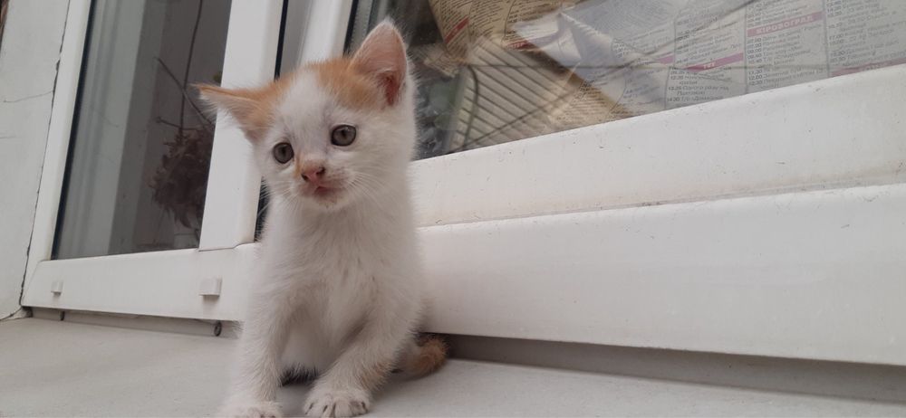 Маленькі котики