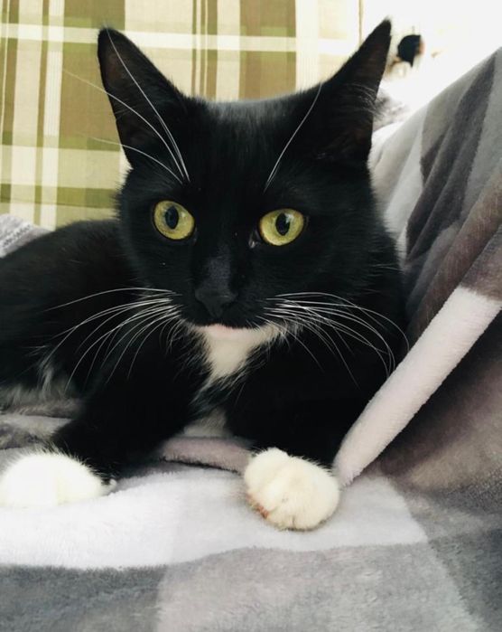 Zaginęła kotka! Nagroda!