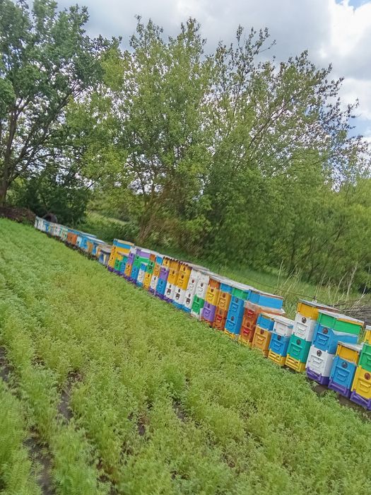 продам вуликиі і бжолосімї