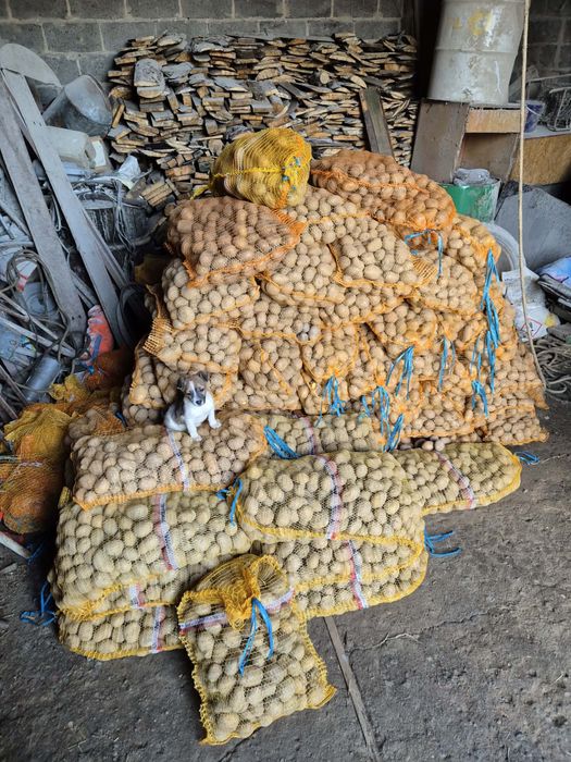 Ziemniaki sadzeniaki