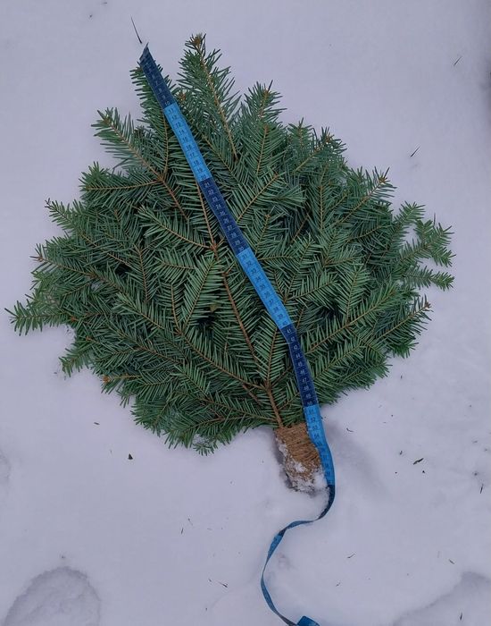 Віники для бані, хвойні, береза,  липа, евкаліпт, дуб